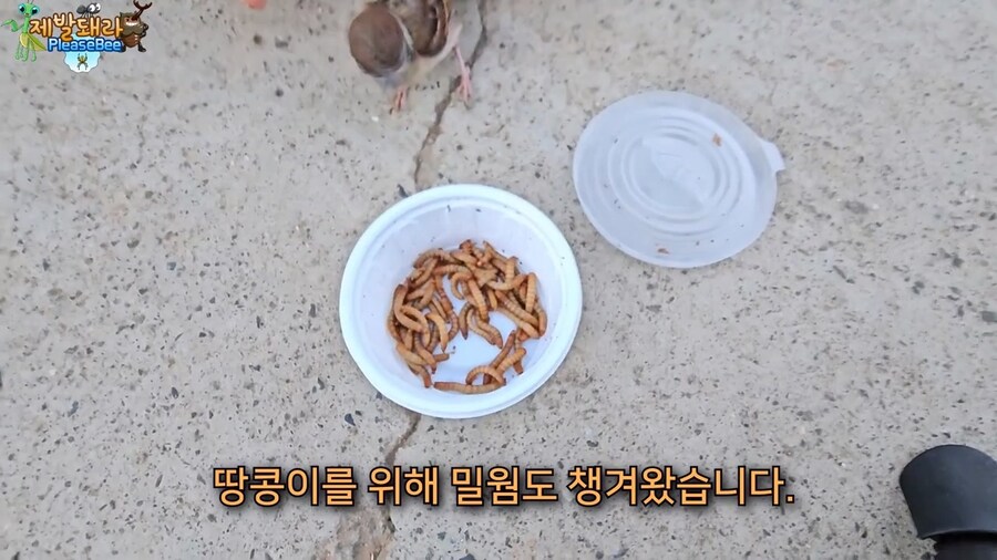 참새가 러브버그 먹는지 직접 확인해본 유튜버_26.jpg