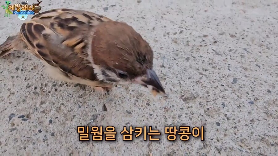 참새가 러브버그 먹는지 직접 확인해본 유튜버_28.jpg