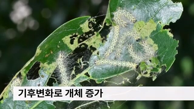 러브버그가 가고 '이게' 온다_3.jpg