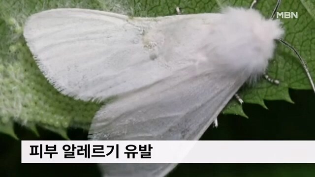 러브버그가 가고 '이게' 온다_4.jpg