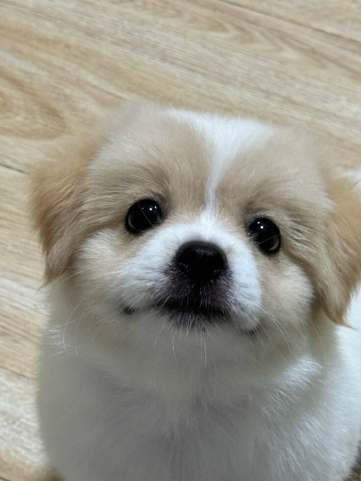 오늘 발견한 귀여운 바둑이.jpg_4.jpg