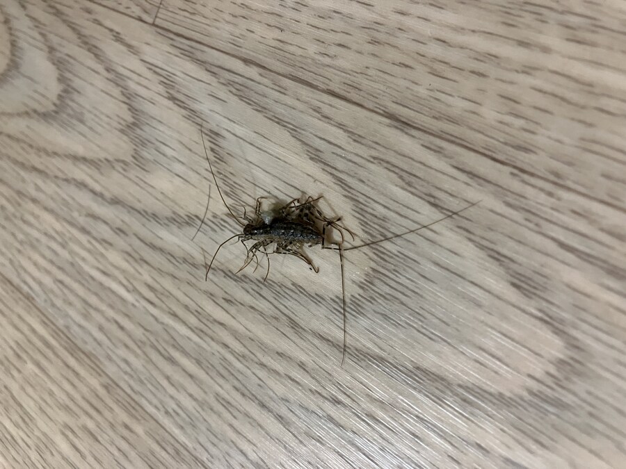 13층에 그리마는 너무한 거 아니냐고 (벌레 사진 주의)_1.jpg