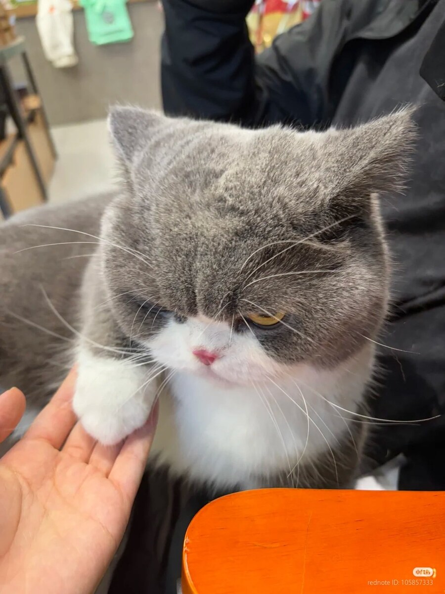 고양이: 앞발을 너에게 내밀지만, 난 굴복하지 않는다 🐈_1.jpg