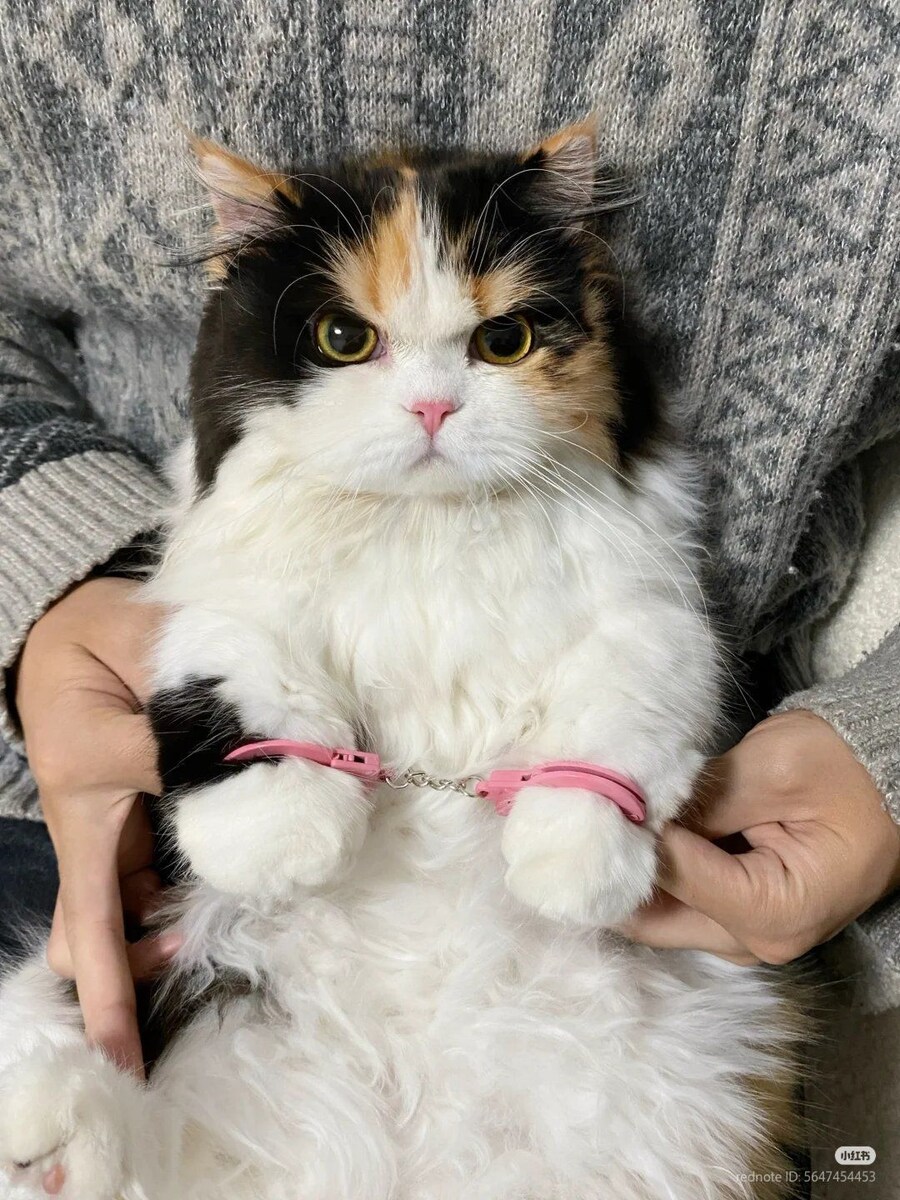 삼색 고양이, 폭행 후 체포 그리고 이송🔗🐈🚨_2.jpg