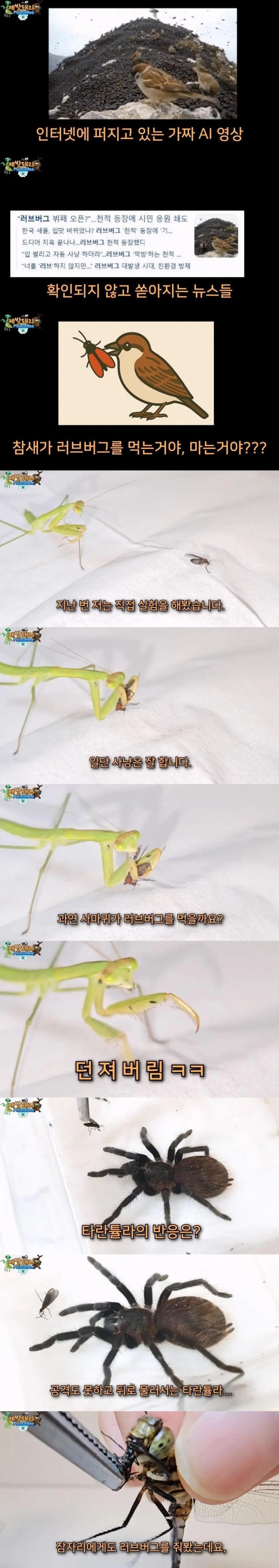 참새는 정말 러브버그를 먹을까? 실험_1.jpg