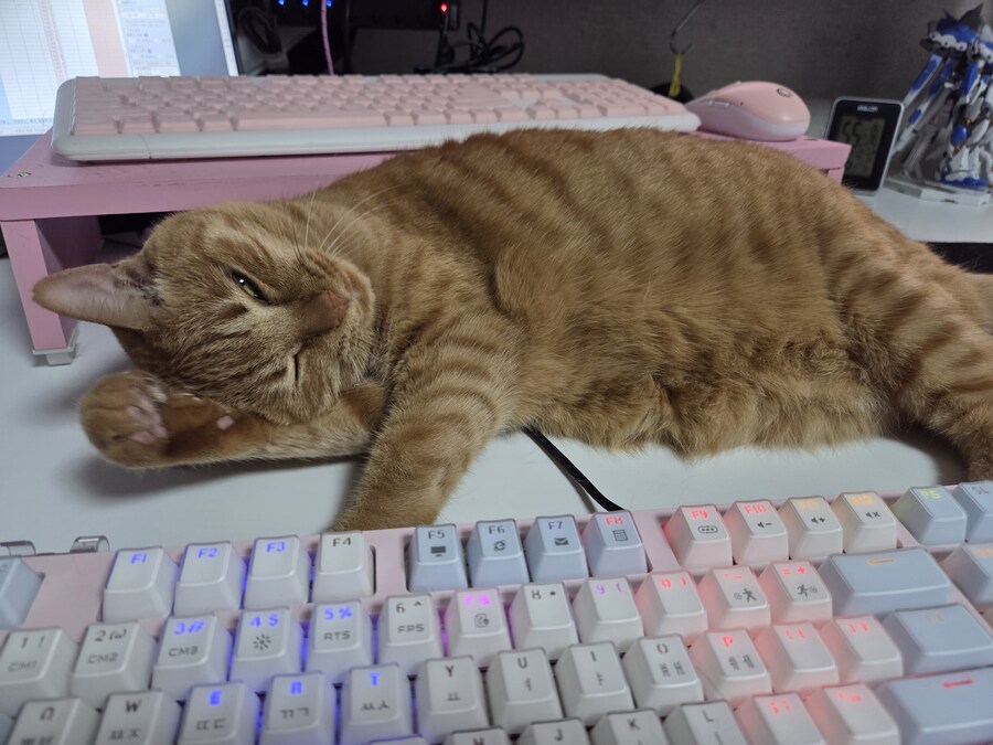 아 고양이 학대하고 싶다_1.jpg