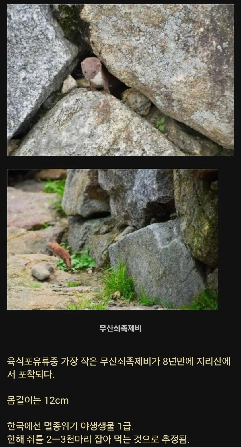 8년만에 지리산에서 발견된 희귀동물_1.jpg