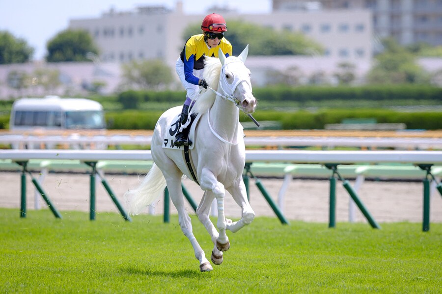 경마) 소다시 동생 마루가 신마전 승리!_2.png