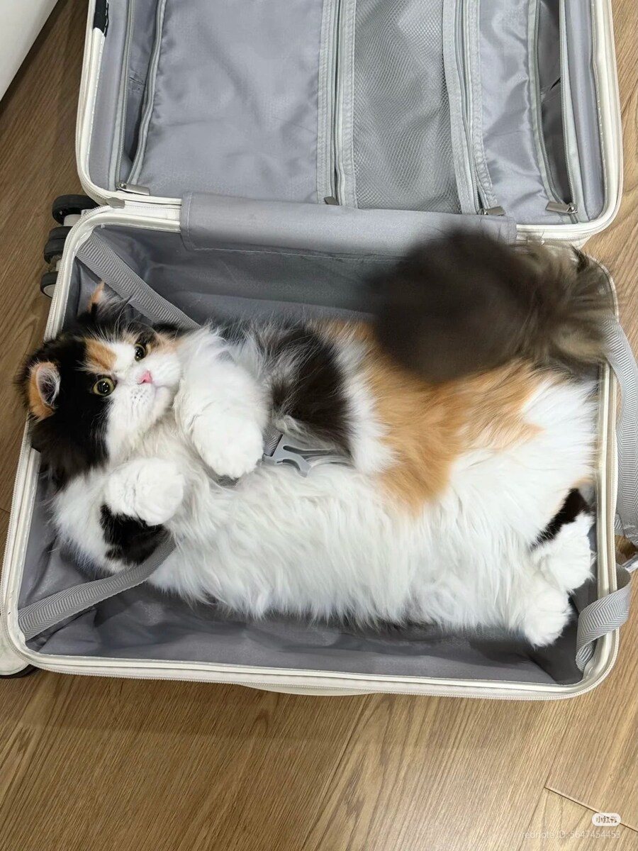 삼색 고양이, 폭행 후 체포 그리고 이송🔗🐈🚨_3.jpg