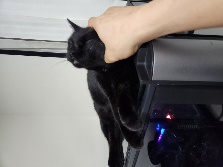 인기없는 우리집 검은 똥냥이 근황_4.jpg