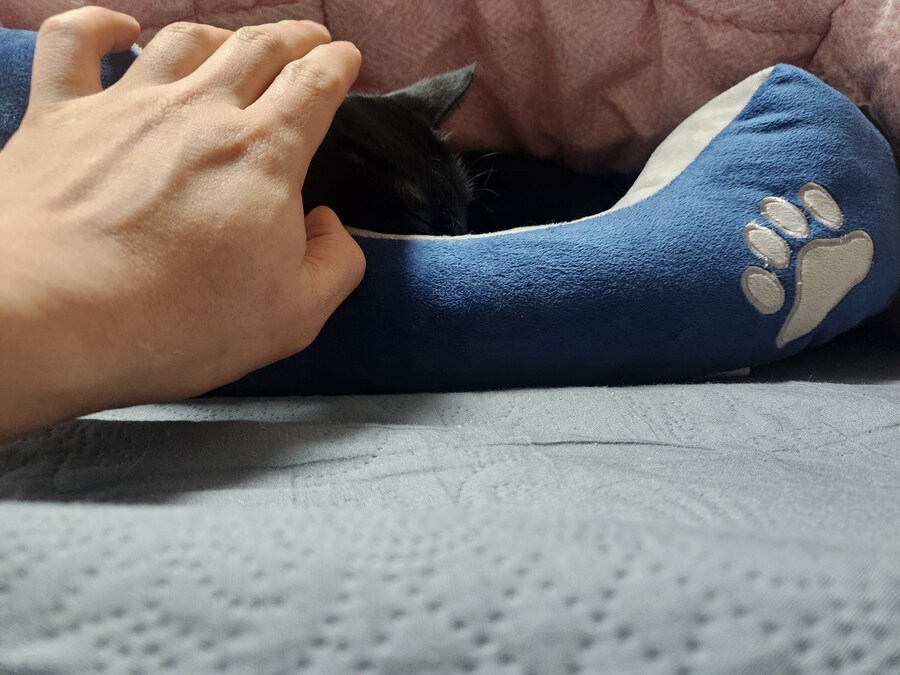 인기없는 우리집 검은 똥냥이 근황_9.jpg