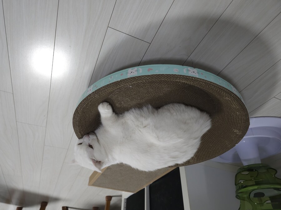 중성화 시켰더니 더 순해졌어_5.jpg