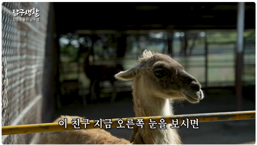 버려진 동물 구조해서 연 동물원의 수입_13.png