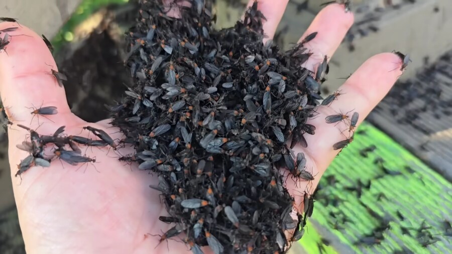 혐)이정도면 생태계 교란종인거 같은데_1.png