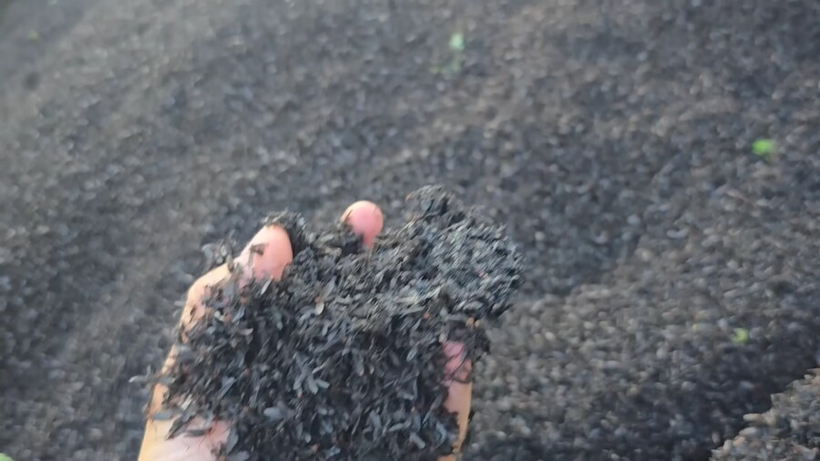 혐)이정도면 생태계 교란종인거 같은데_2.png