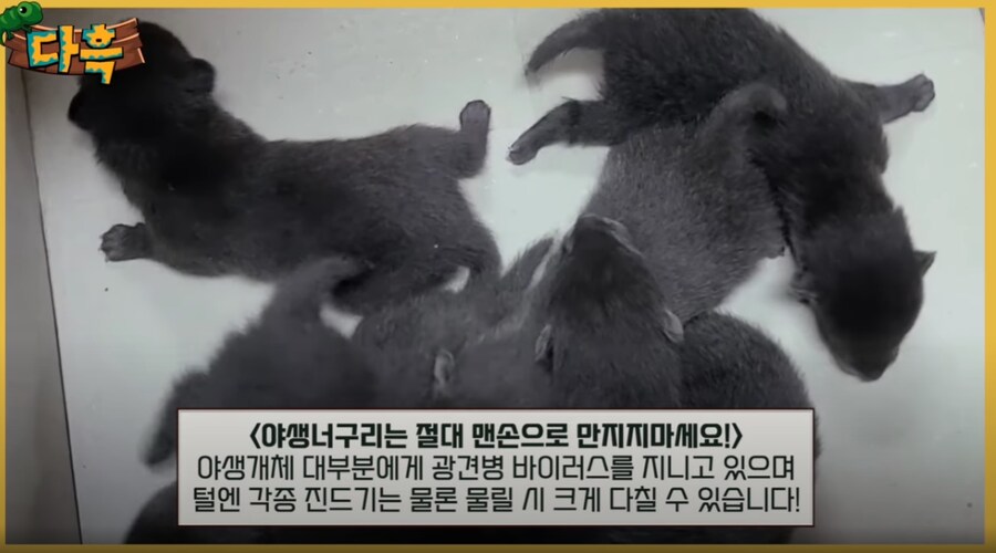 잘못 만지면 진짜 위험한 동물.jpg_1.png