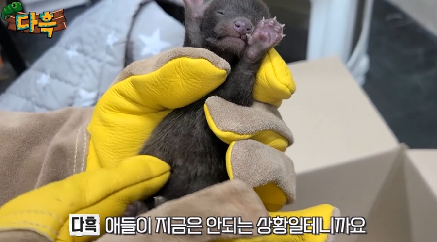 잘못 만지면 진짜 위험한 동물.jpg_2.png