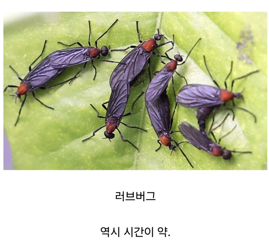 요즘 서울에서 며칠 사이에 거의 사라진 것.jpg_1.jpg