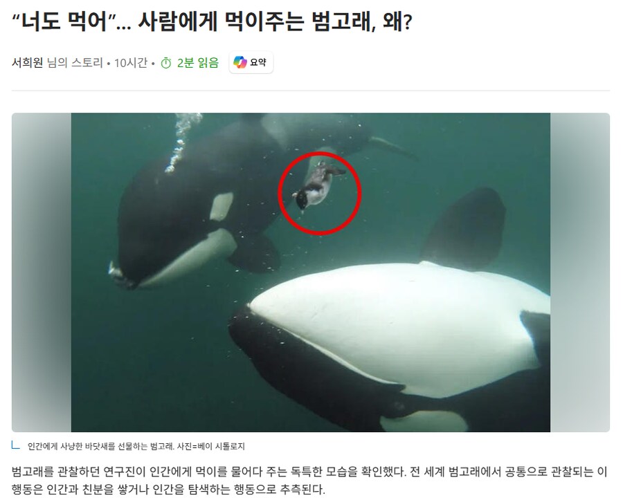 수상할 정도로 인간에게 친근한 최상위 포식자.범고래_1.png