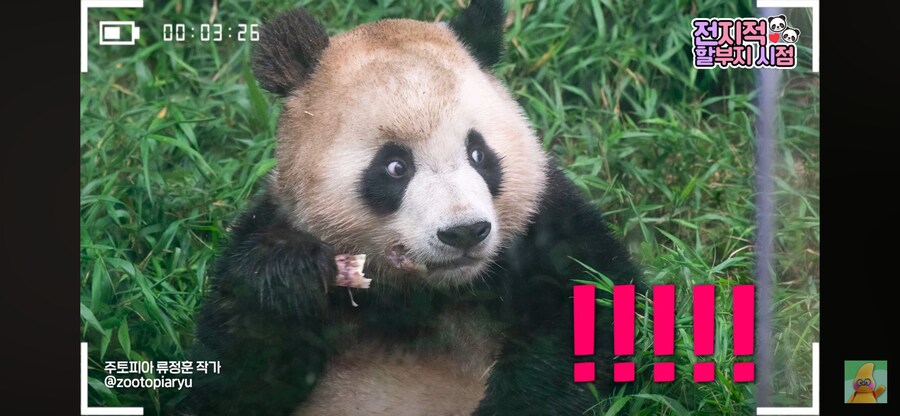 푸바오 동생 루이 특_3.png
