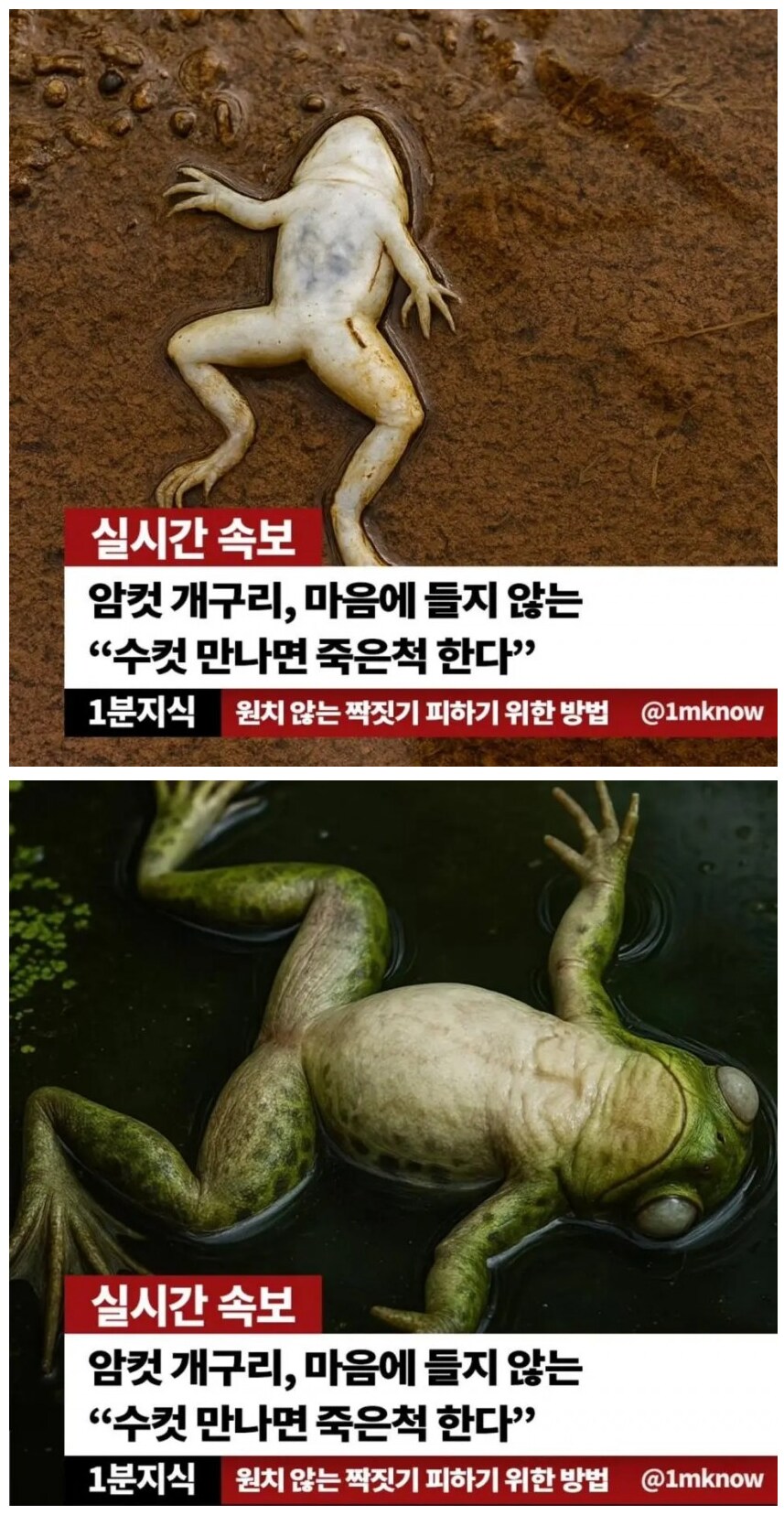 암컷 개구리 근황_1.png