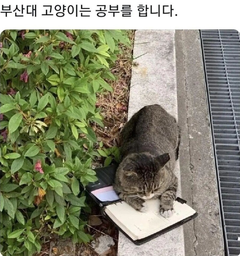 대학별 고양이.jpg_1.jpg