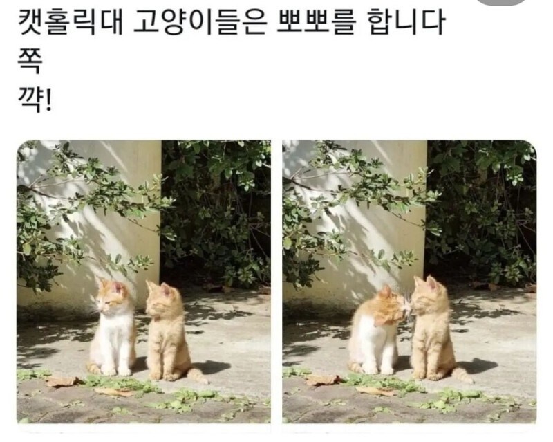 대학별 고양이.jpg_2.jpg