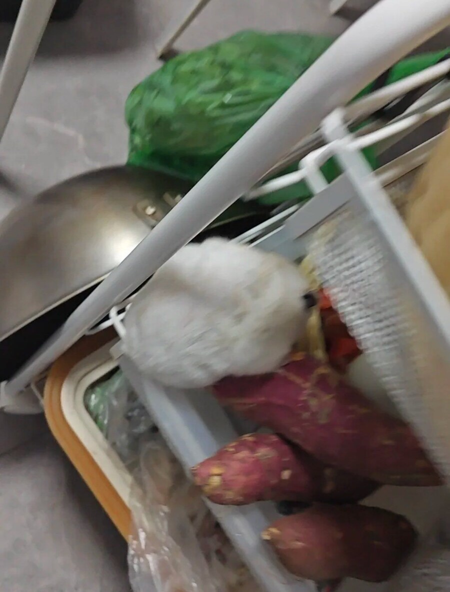 고구마도둑_1.jpg