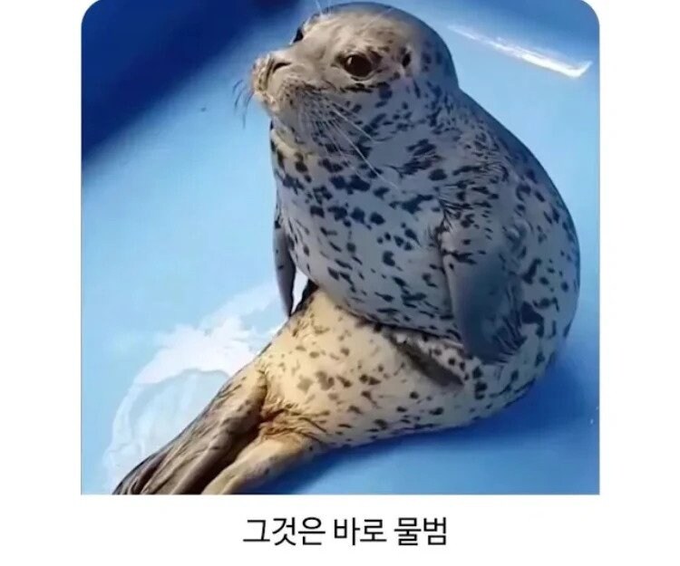 의외로 앉을수있는 동물.jpg