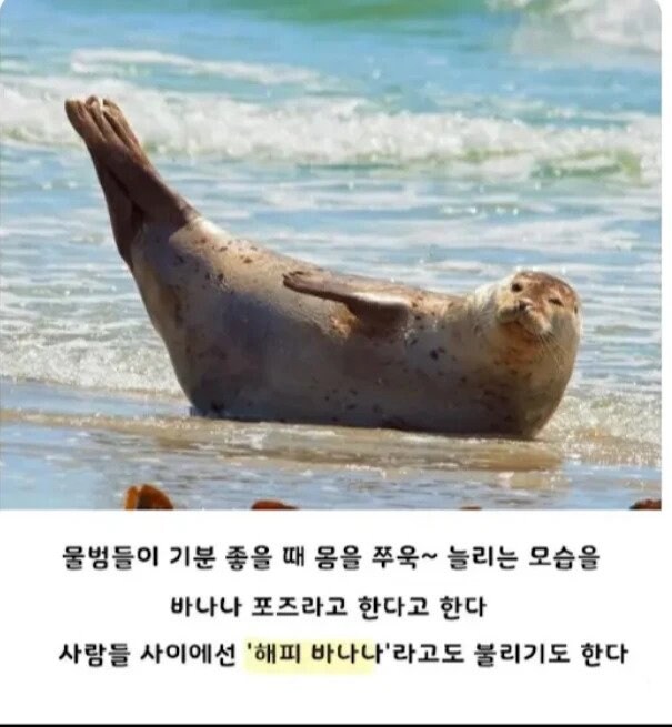 의외로 앉을수있는 동물.jpg_3.jpg