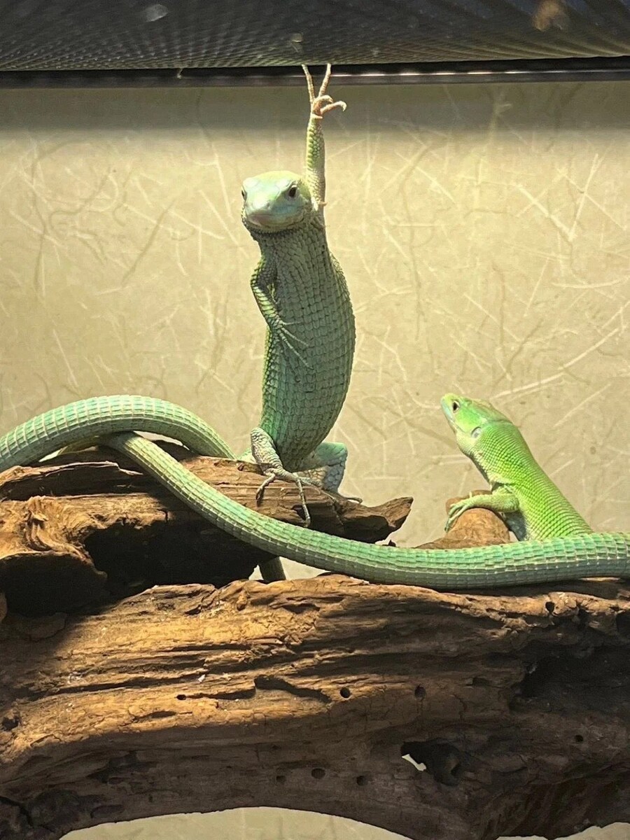 토요일 밤의 열기.jpg_1.jpg
