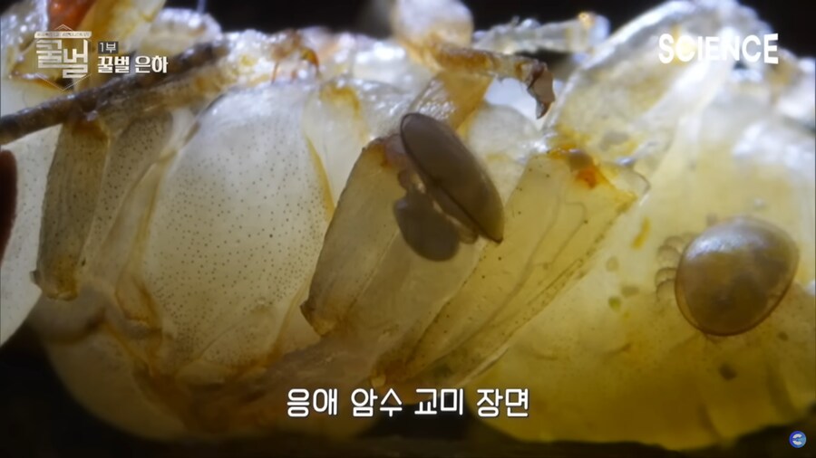 응애 암수 교미 장면_1.png