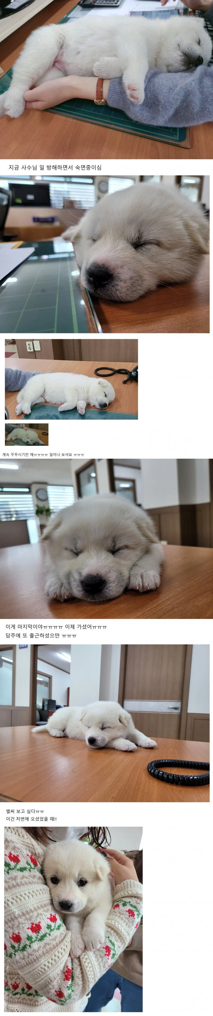 부장님이 회사에 막내딸이라며 데려옴.JPG_1.webp