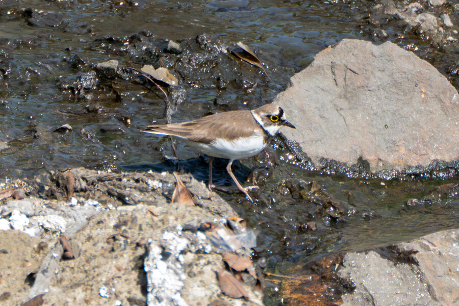 5월, 인천 해안 갯벌 탐조_3.jpg