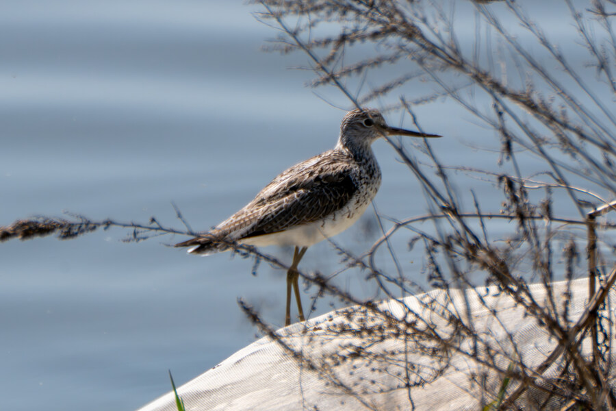 5월, 인천 해안 갯벌 탐조_6.jpg