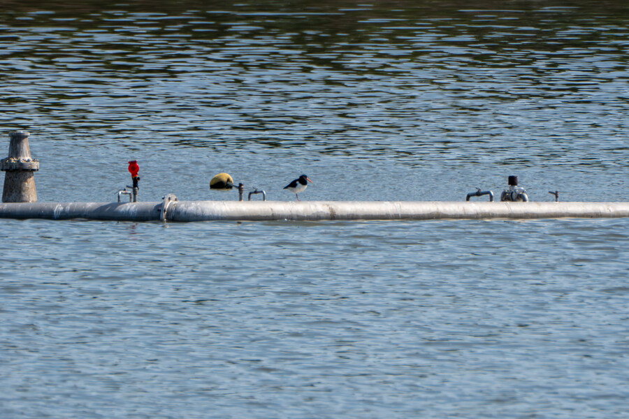 5월, 인천 해안 갯벌 탐조_8.jpg