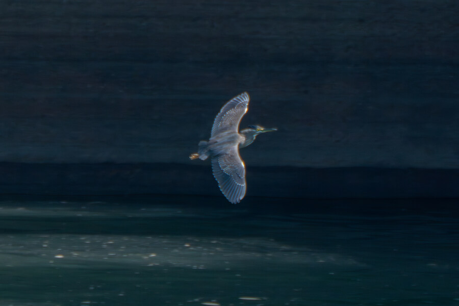 5월, 인천 해안 갯벌 탐조_11.jpg