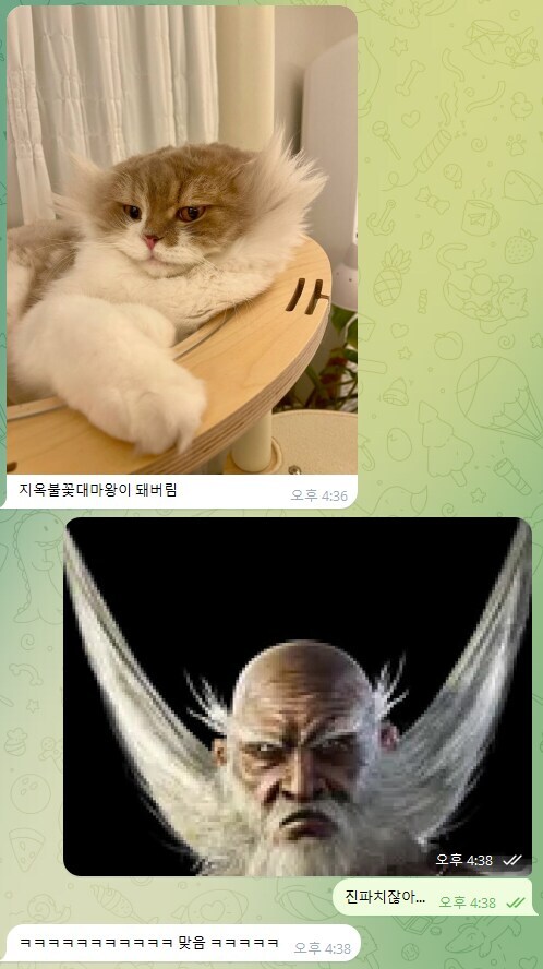 역대급 고양이 역변짤_2.jpg