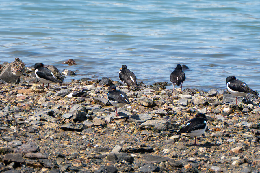 5월, 인천 해안 갯벌 탐조_18.jpg