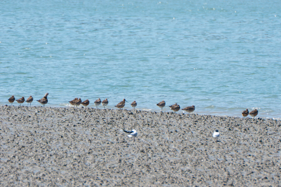 5월, 인천 해안 갯벌 탐조_26.jpg
