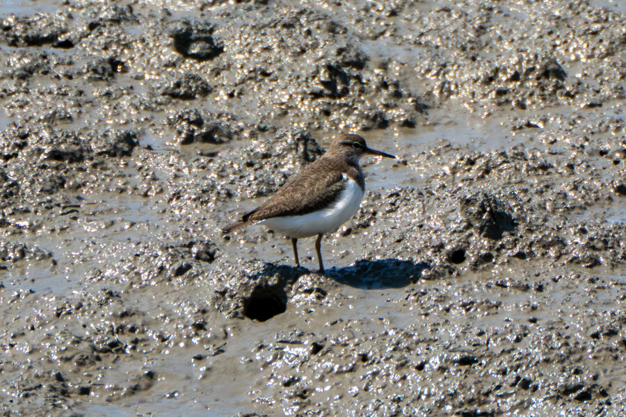 5월, 인천 해안 갯벌 탐조_28.jpg