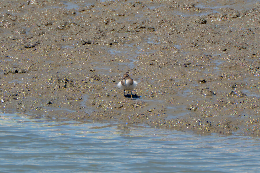 5월, 인천 해안 갯벌 탐조_29.jpg