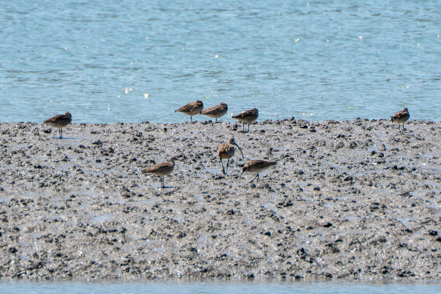 5월, 인천 해안 갯벌 탐조_32.jpg