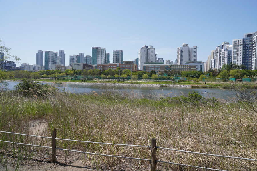 5월, 인천 해안 갯벌 탐조_35.jpg