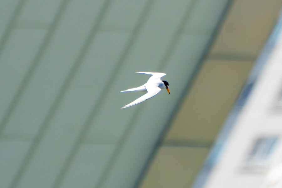 5월, 인천 해안 갯벌 탐조_38.jpg