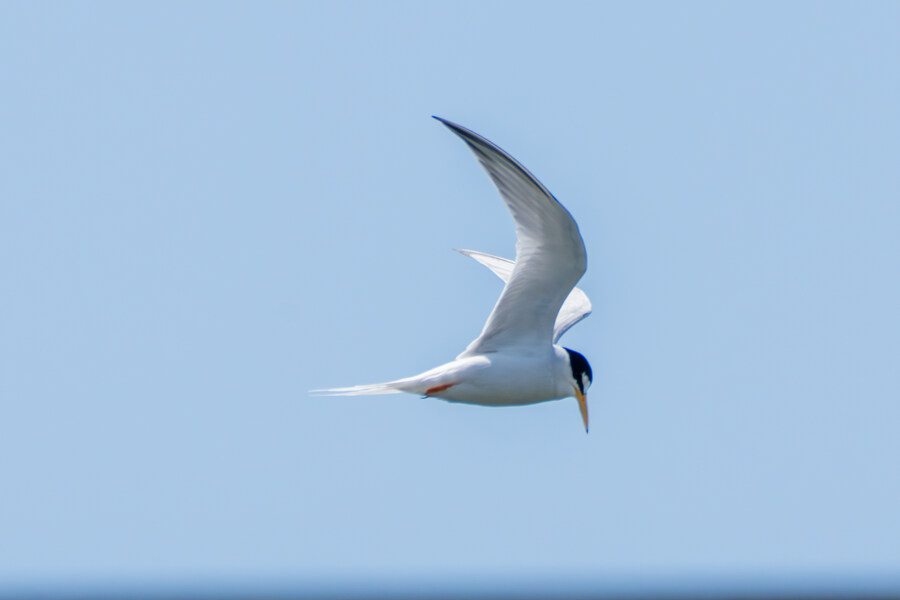 5월, 인천 해안 갯벌 탐조_44.jpg