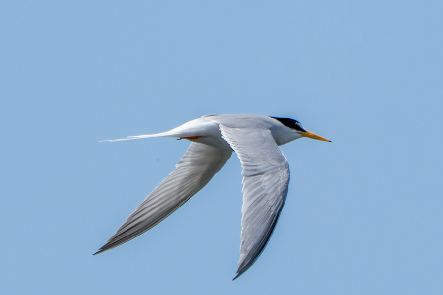 5월, 인천 해안 갯벌 탐조_47.jpg