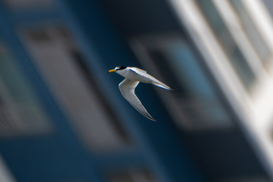 5월, 인천 해안 갯벌 탐조_49.jpg