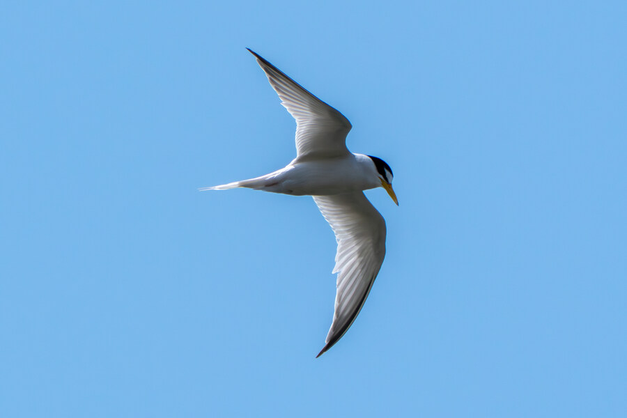 5월, 인천 해안 갯벌 탐조_52.jpg