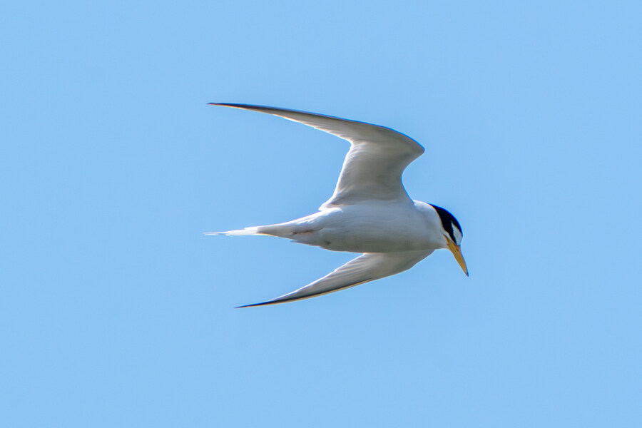 5월, 인천 해안 갯벌 탐조_53.jpg